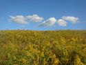 FIELD and CLOUDS